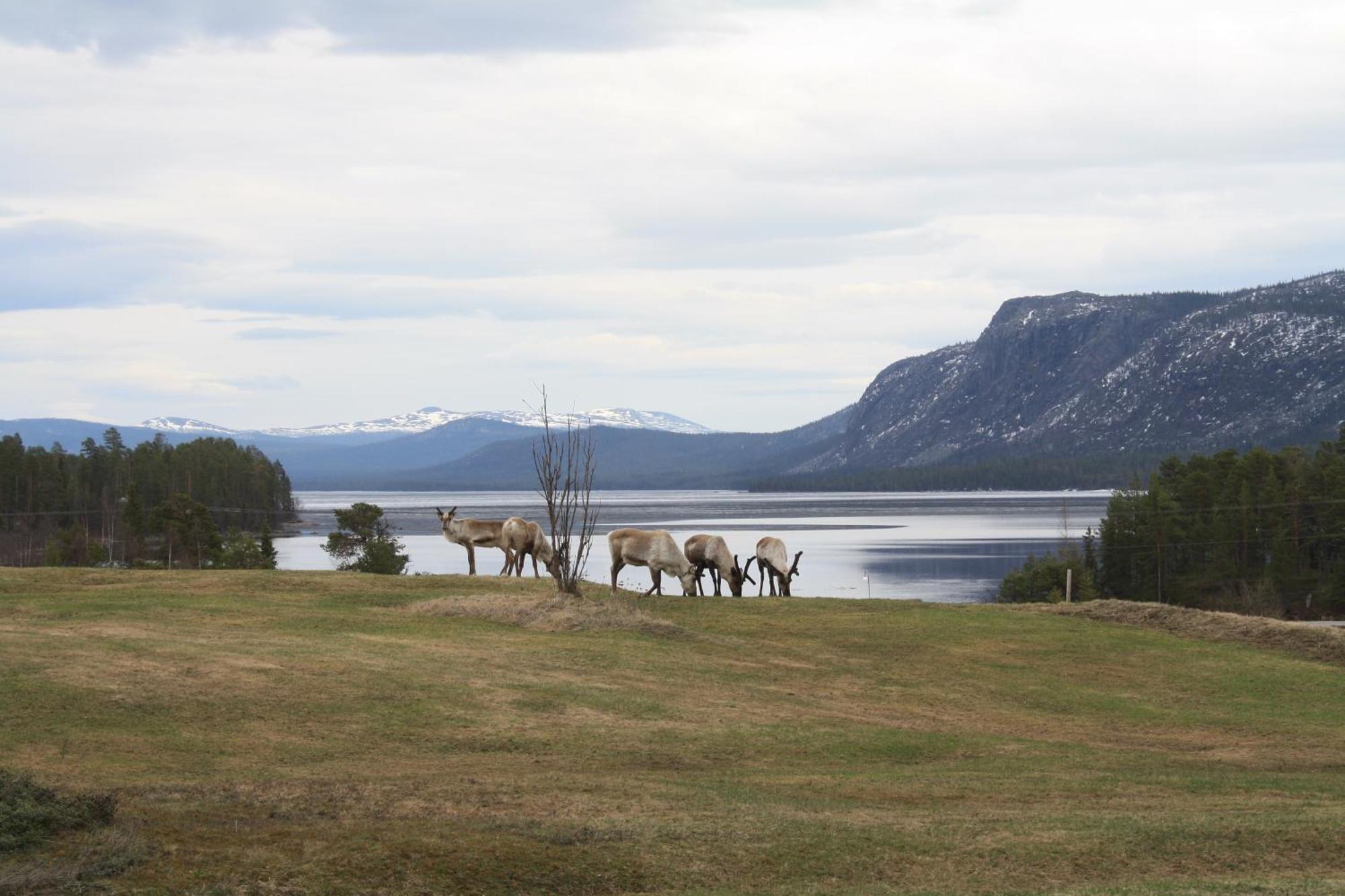 Arrenjarka Mountain Lodge Kvikkjokk Buitenkant foto